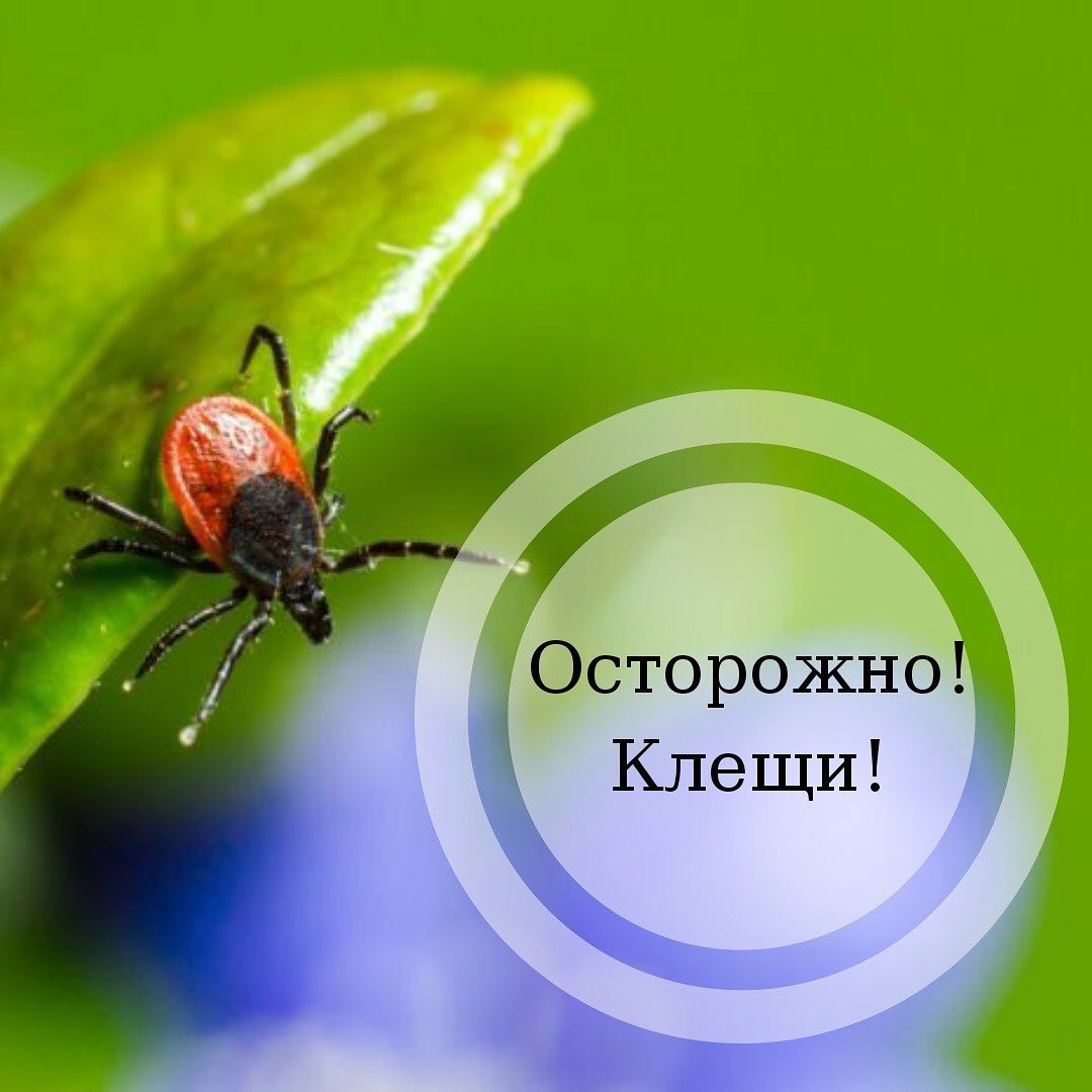 Вся правда о клещах. Чего на самом деле стоит бояться?